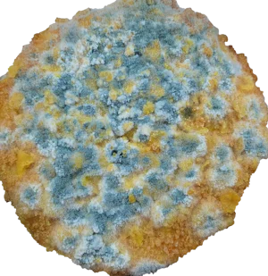 Pleśń (plama)