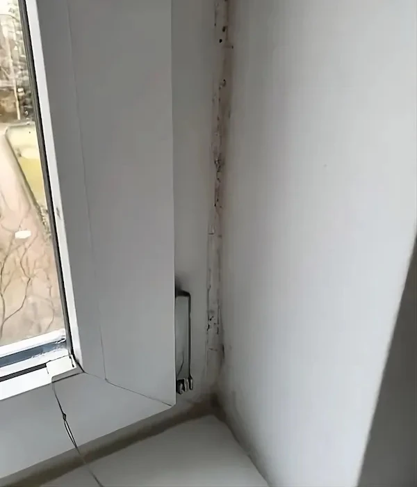 Grzyb na ścianie Trójmiasto