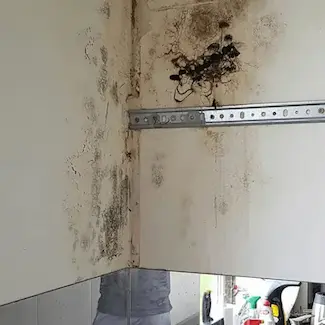Zagrzybienie za szafka